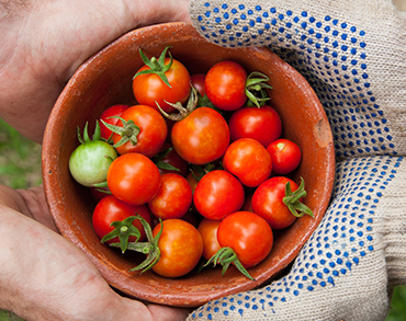 How to keep deer from eating your plants